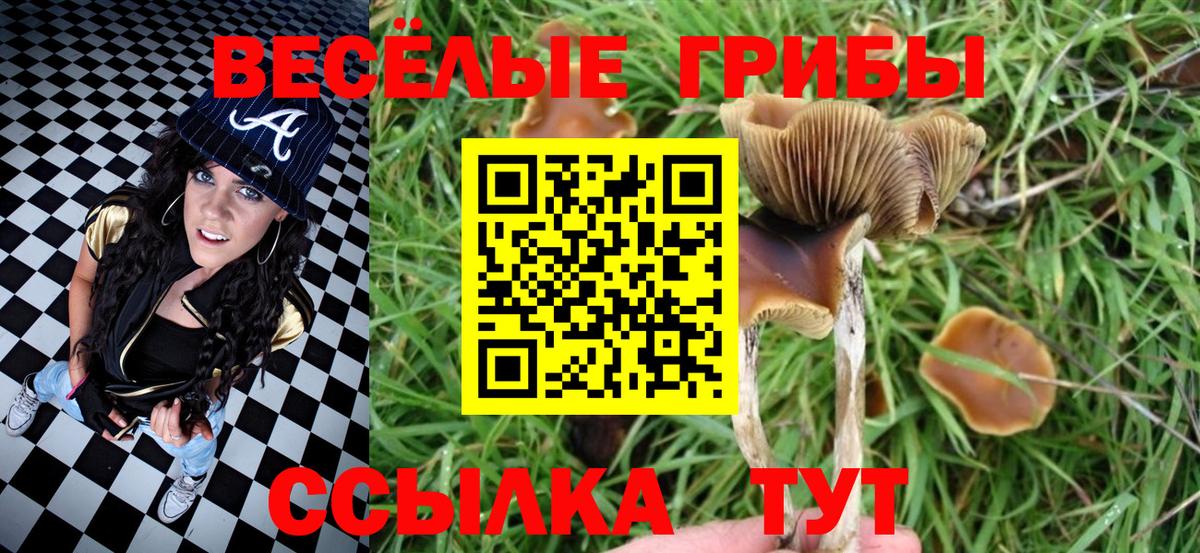 Галлюциногенные грибы Psilocybine cubensis Дивногорск